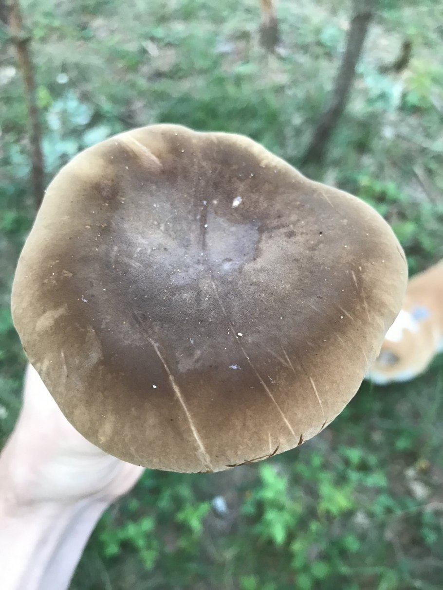 Коровяк гриб