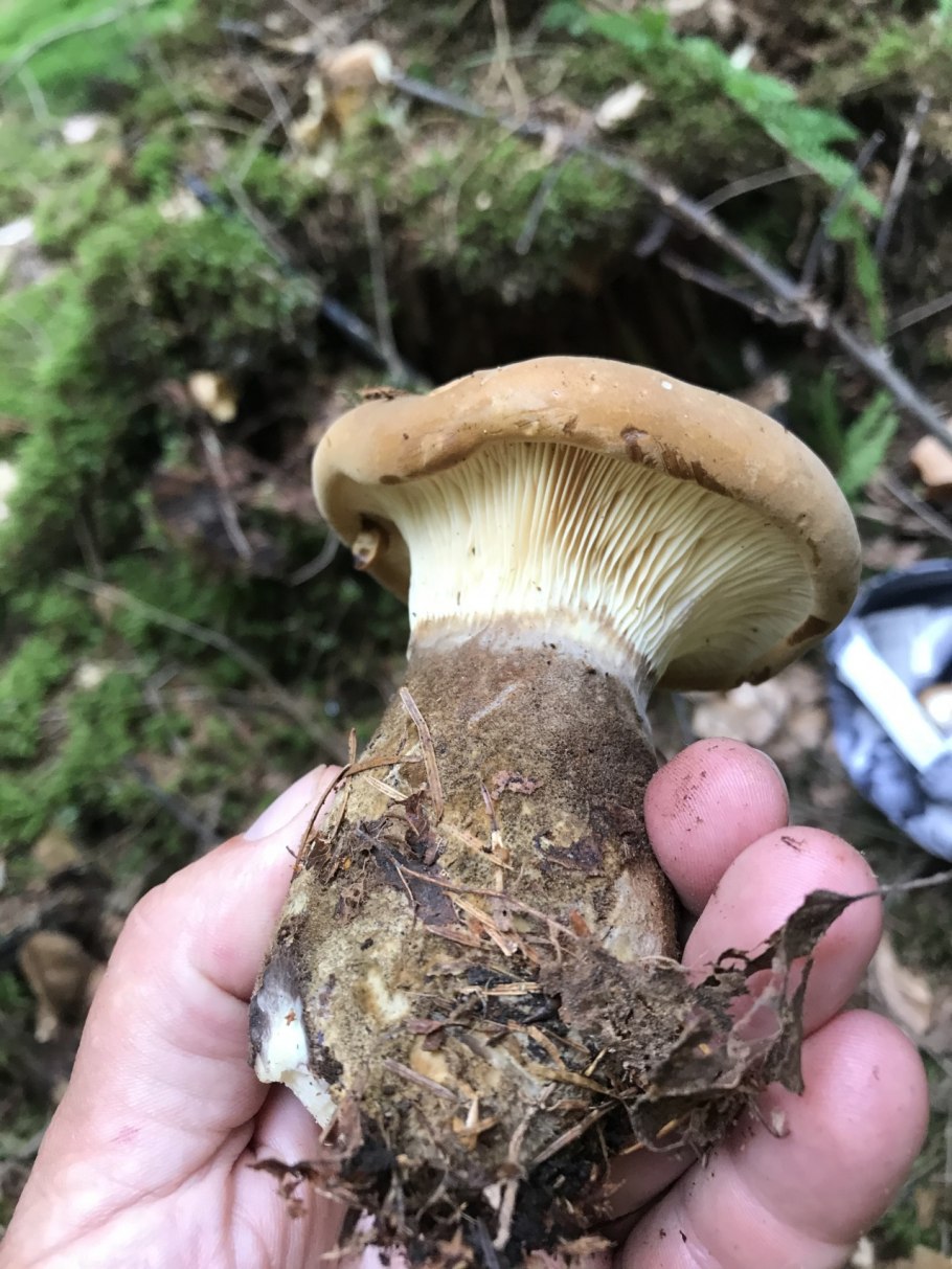 Свинушка тонкая ядовитый гриб