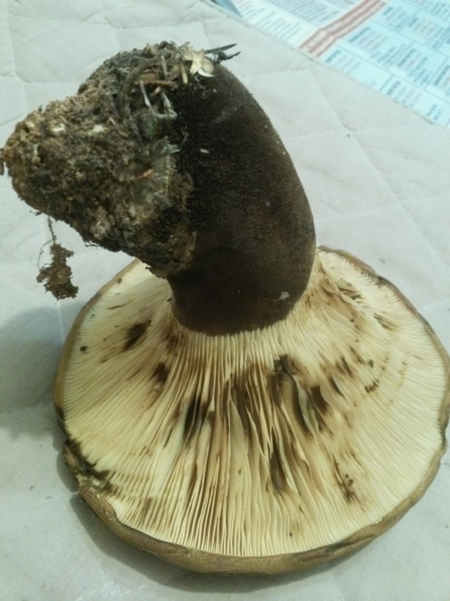 Свинушки на толстой ножке