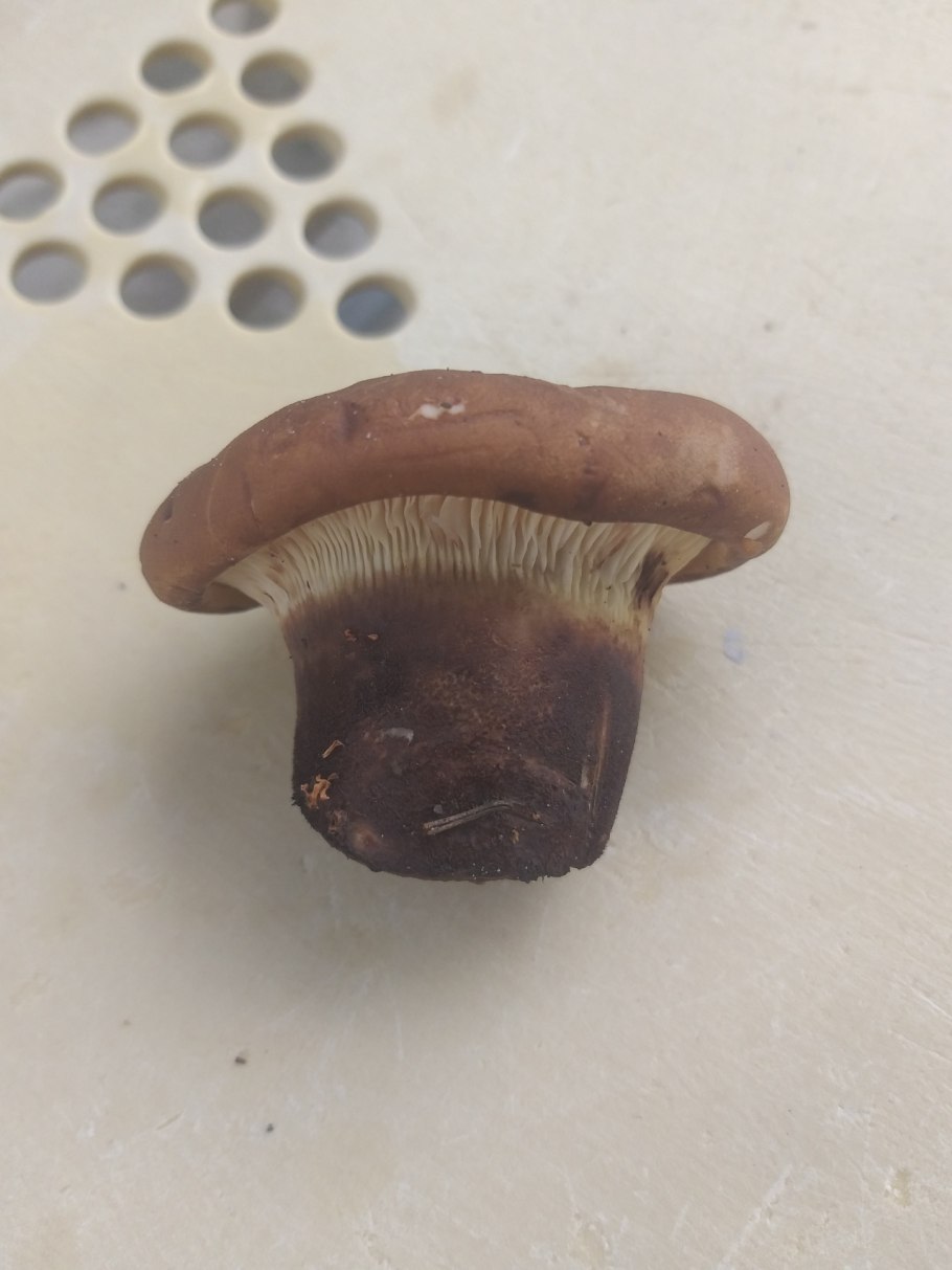 Свинушки толстые