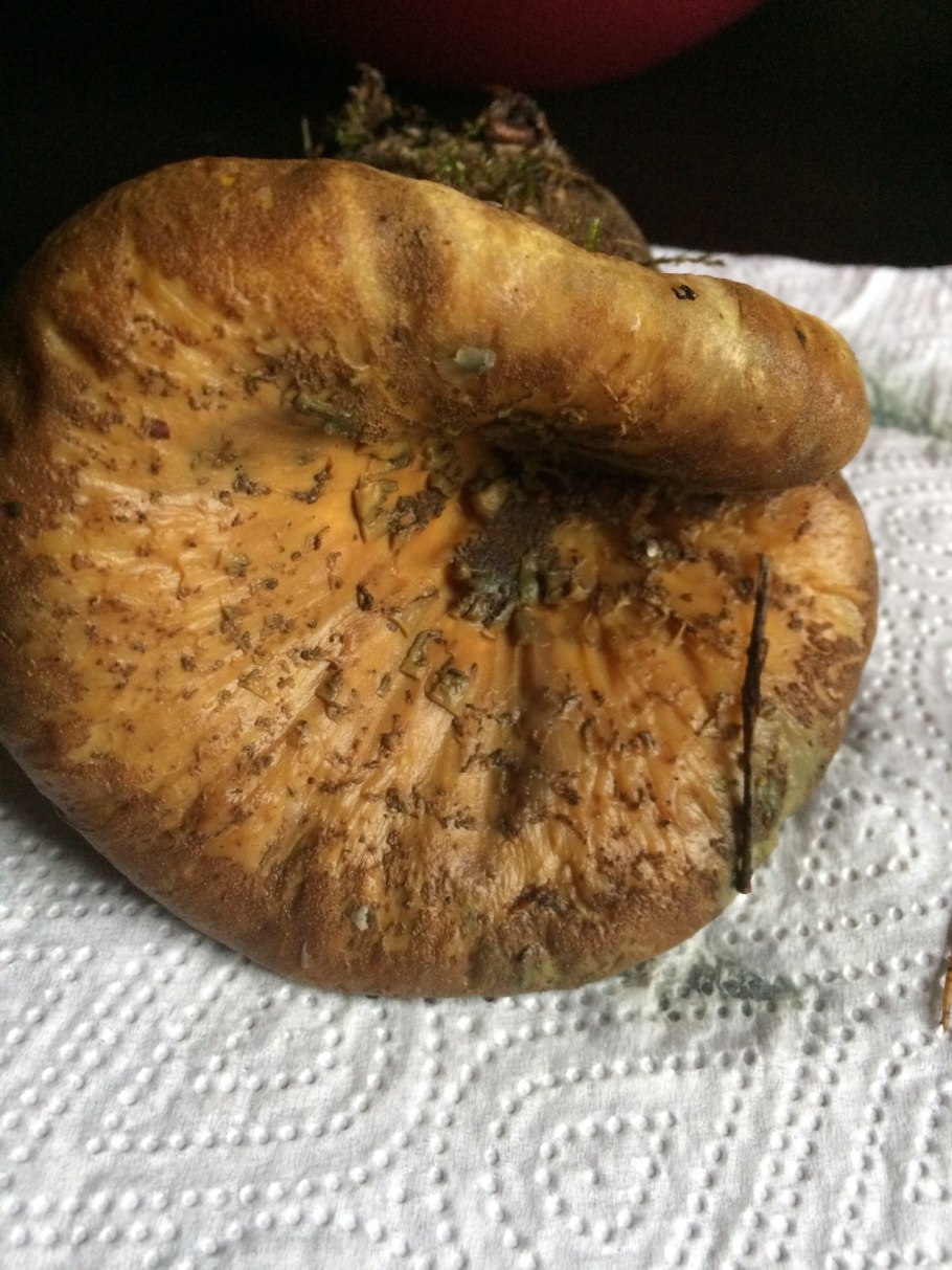 Коричневые грибы свинушка толстая