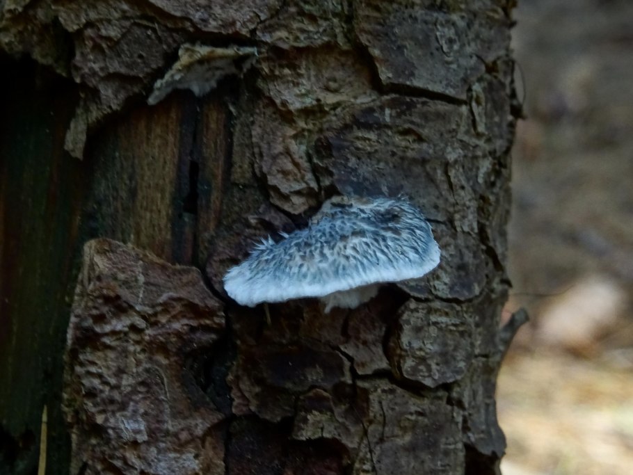 Гриб трутовик трутовик