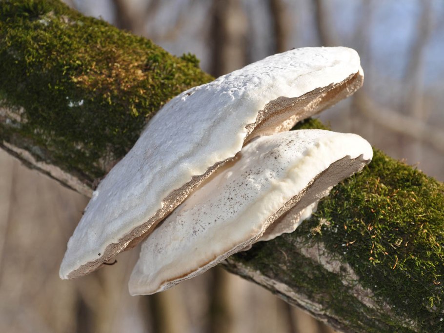 Гриб Laetiporus sulphureus
