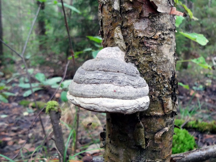 Гриб трутовик