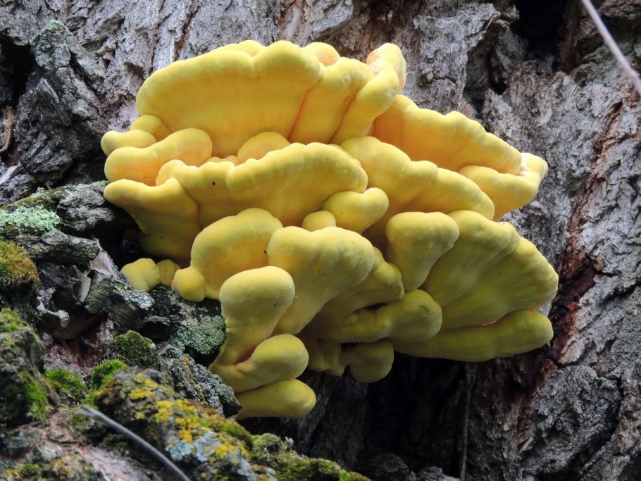 Трутовик настоящий fomes fomentarius