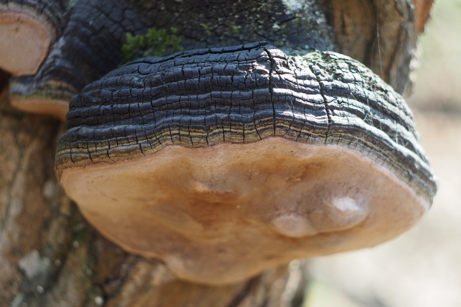 Трутовик обыкновенный fomes fomentarius