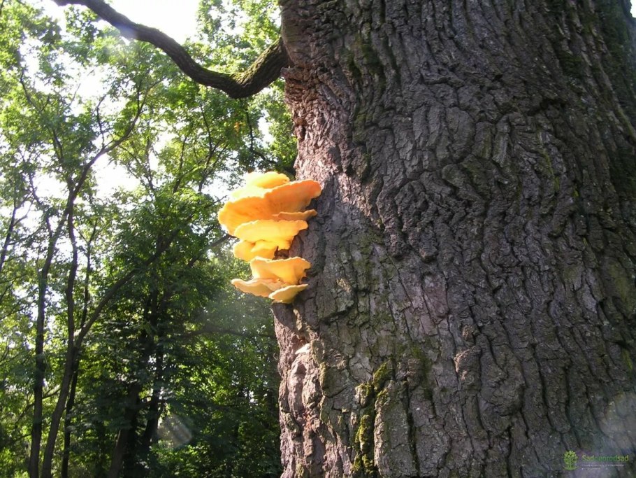 Трутовик Лучистый (Xanthoporia Radiata)