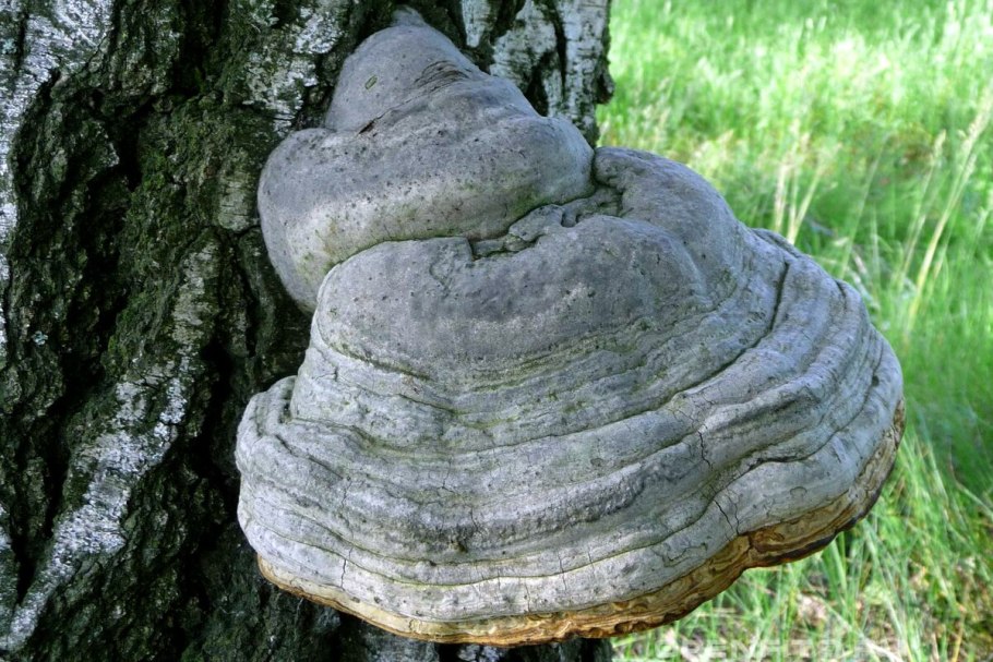 Трутовик обыкновенный fomes fomentarius гриб