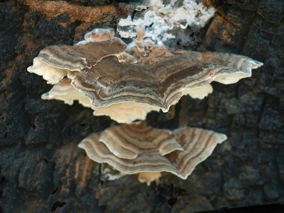 Трутовик съедобный серо желтый