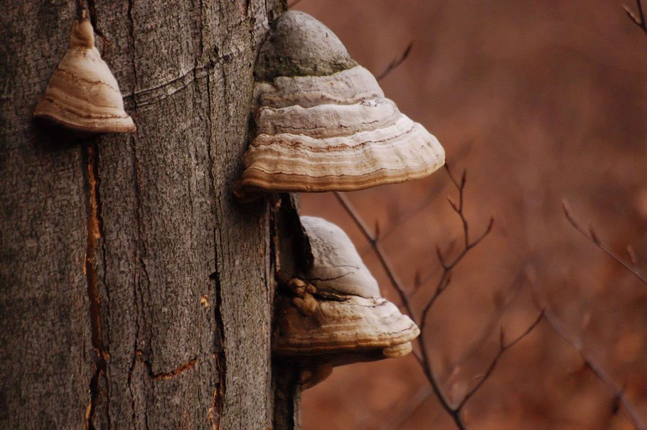 Трутовик лускатий