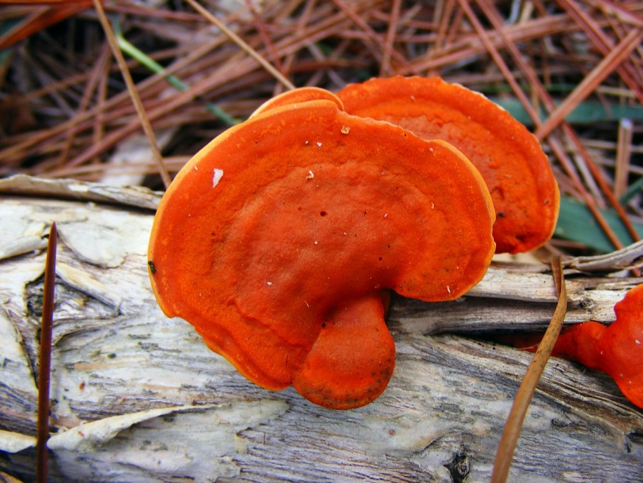 Пикнопорус киноварно-красный Pycnoporus cinnabarinus .