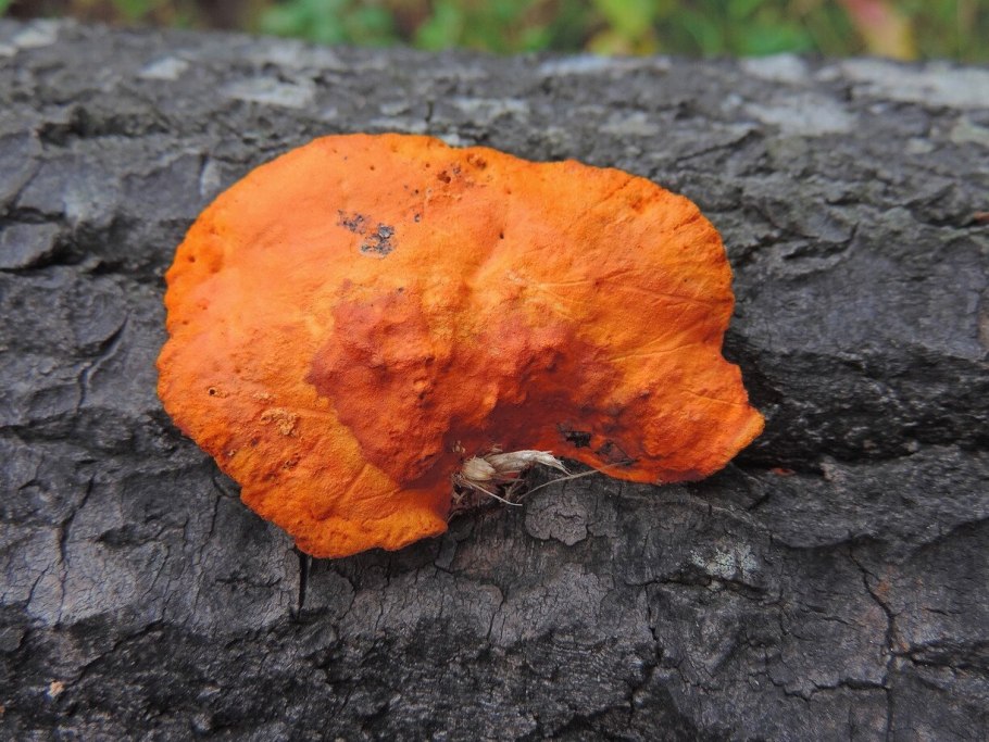 Pycnoporus cinnabarinus трутовик киноварно-красный
