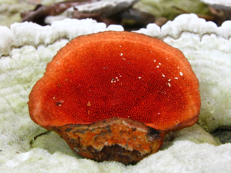 Пикнопорус киноварно-красный Pycnoporus cinnabarinus .
