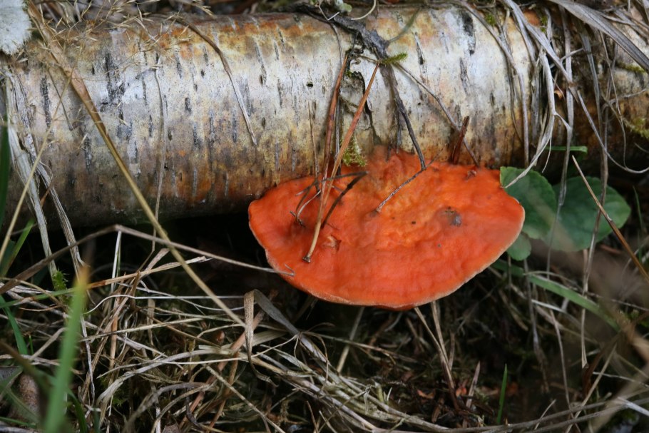 Pycnoporus cinnabarinus
