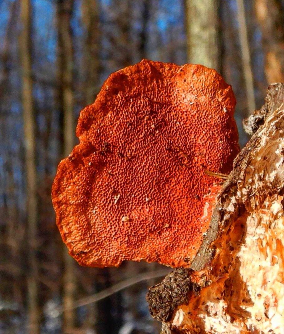 Трутовик печеночник гриб