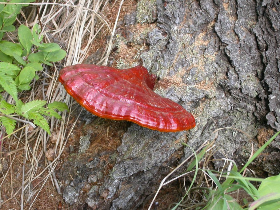 Рыжий трутовик