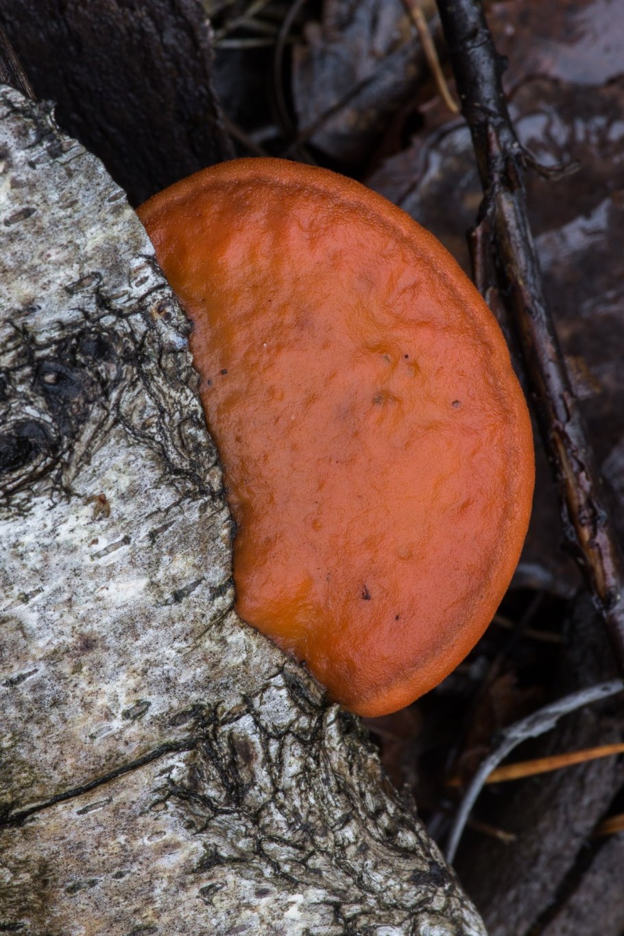 Трутовик киноварно-красный
