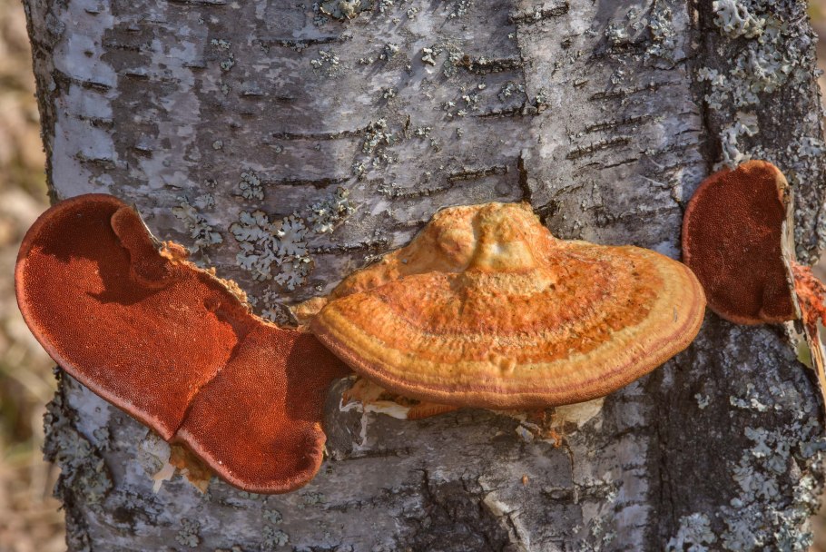 Трутовик киноварно-красный