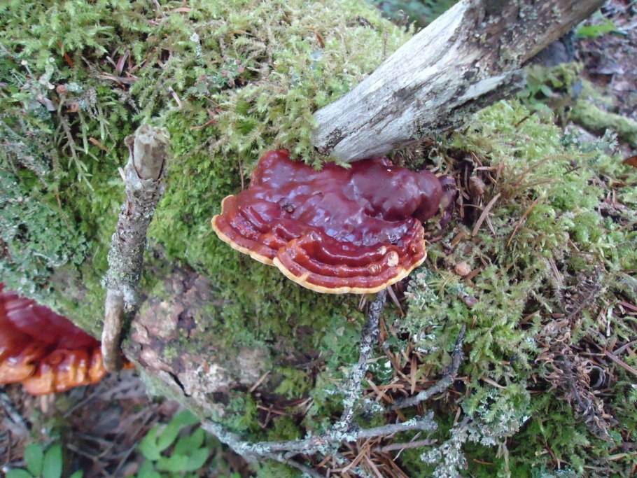 Трутовик печеночник гриб