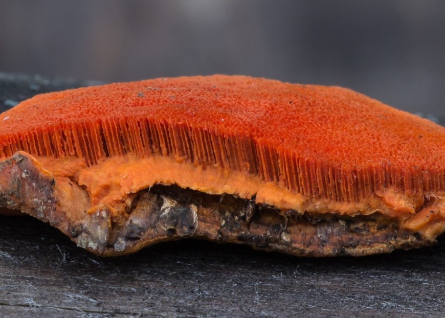 Пикнопореллус блистательный