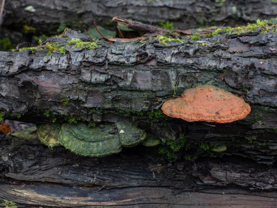 Лисичка киноварно-красная