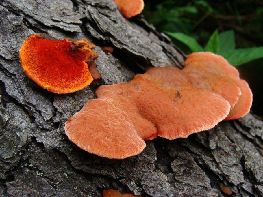 Pycnoporus cinnabarinus