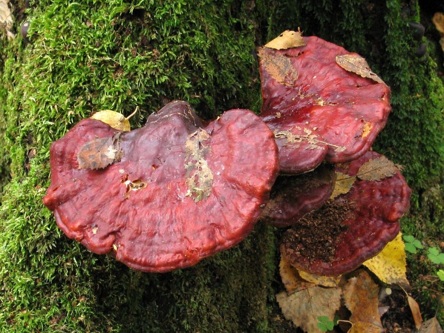 Рейши трутовик лакированный