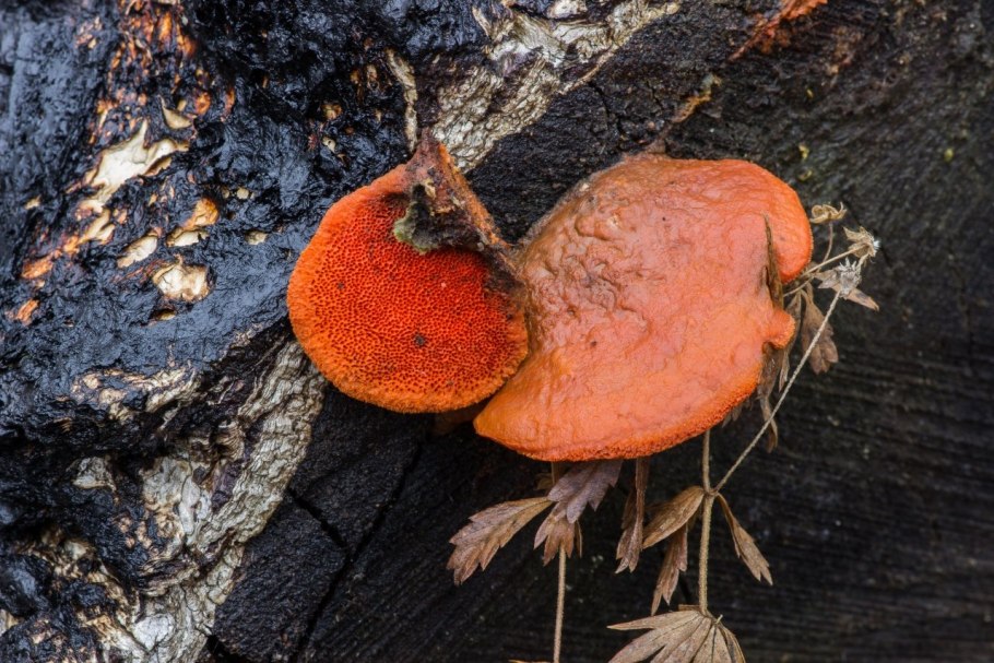 Пикнопорус киноварно-красный