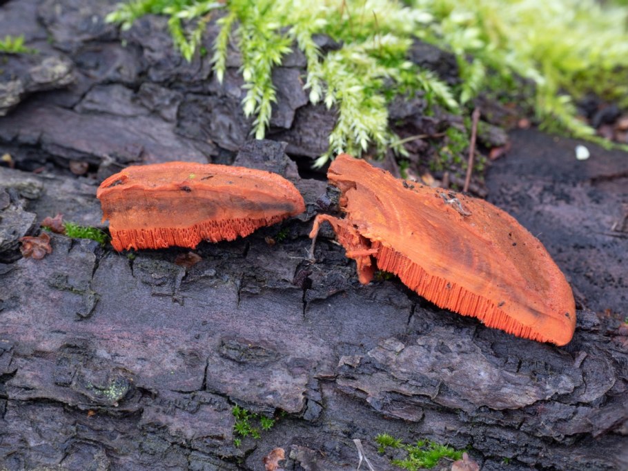 Трутовик киноварно-красный