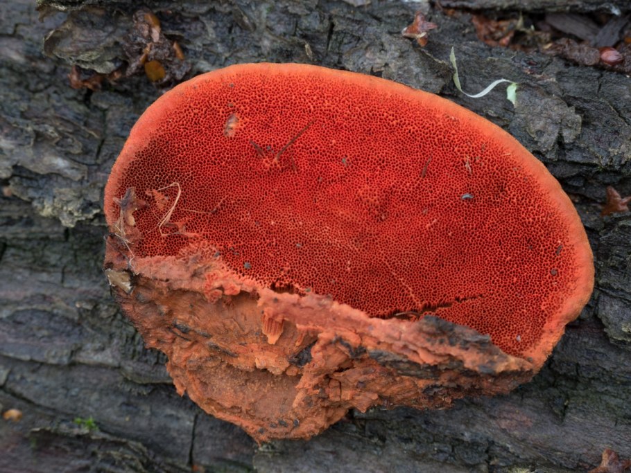 Pycnoporus cinnabarinus трутовик киноварно-красный