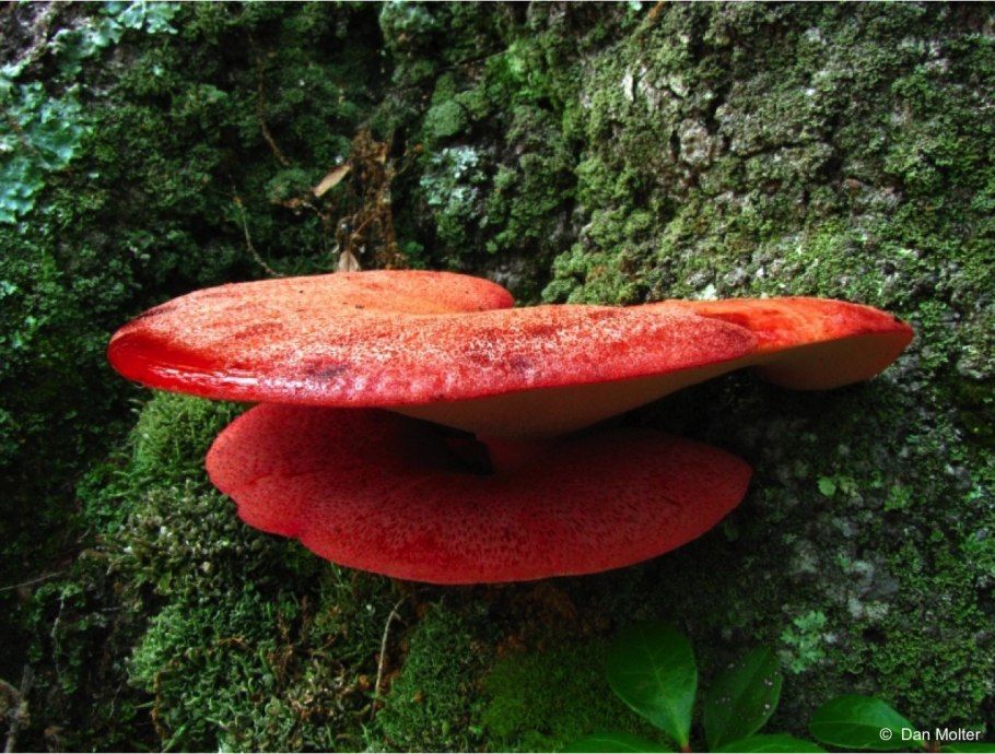 Гриб трутовик Ganoderma lucidum