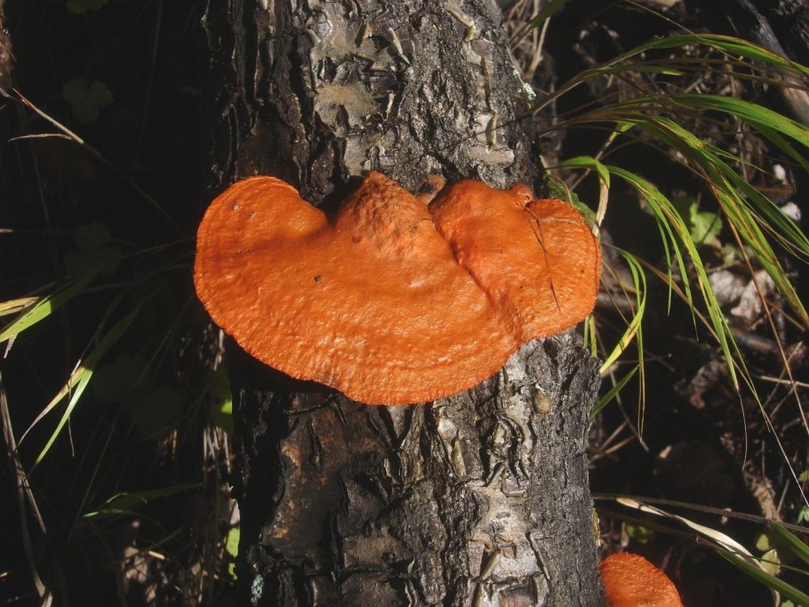 Pycnoporus cinnabarinus трутовик киноварно-красный