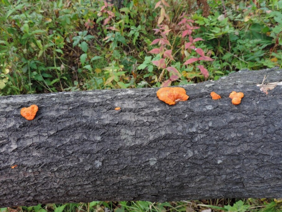 Гриб мясокрасная печеночница