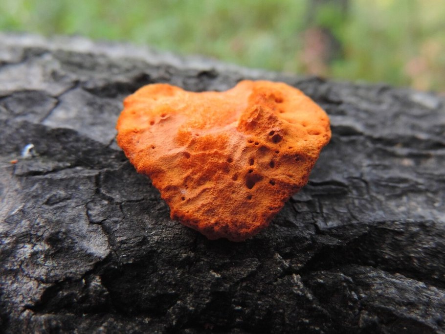 Pycnoporus cinnabarinus