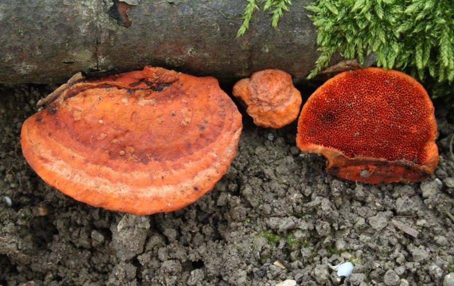 Pycnoporus cinnabarinus