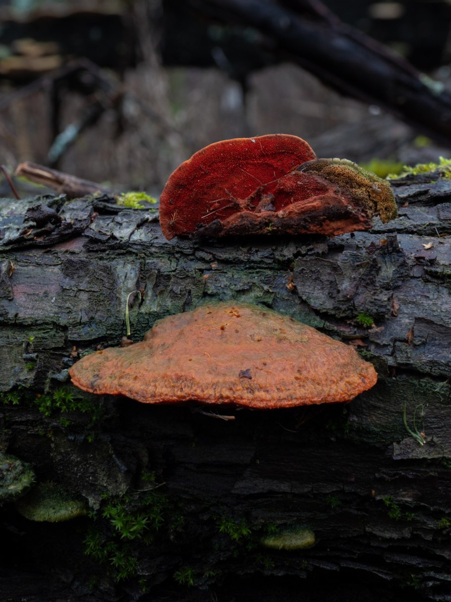 Пикнопорус киноварно-красный