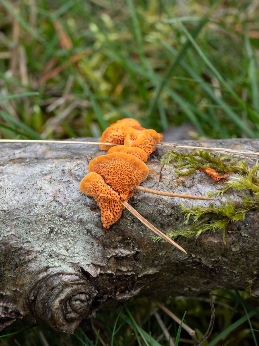 Печеночница трутовик