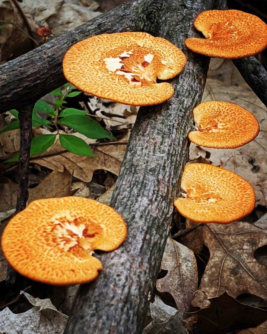 Трутовик киноварно-красный