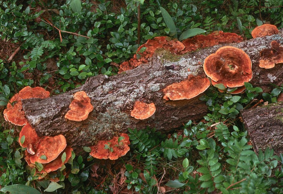 Трутовик лакированный в Сибири