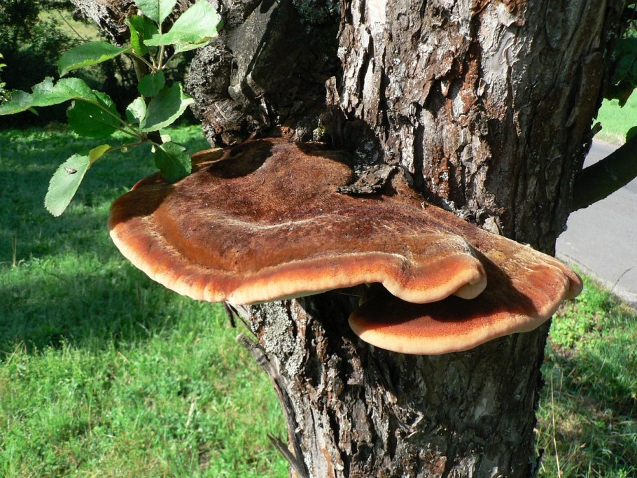 Кленовый трутовик