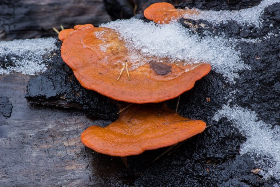 Pycnoporus cinnabarinus трутовик киноварно-красный