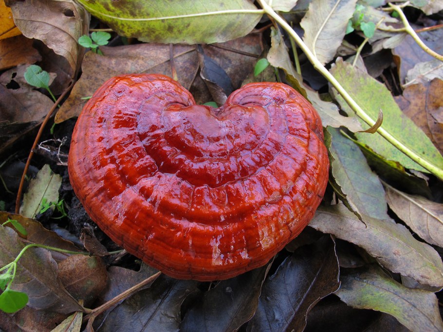Трутовик лакированный Ganoderma lucidum