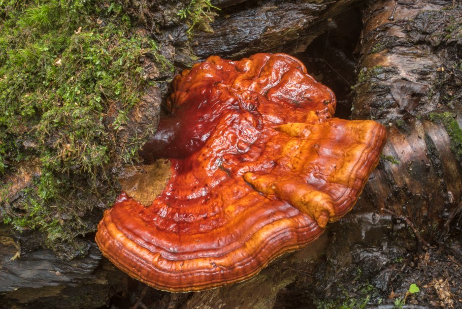 Гриб трутовик лакированный