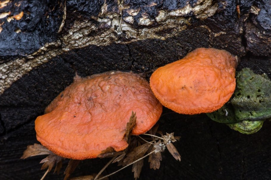 Трутовик киноварно-красный