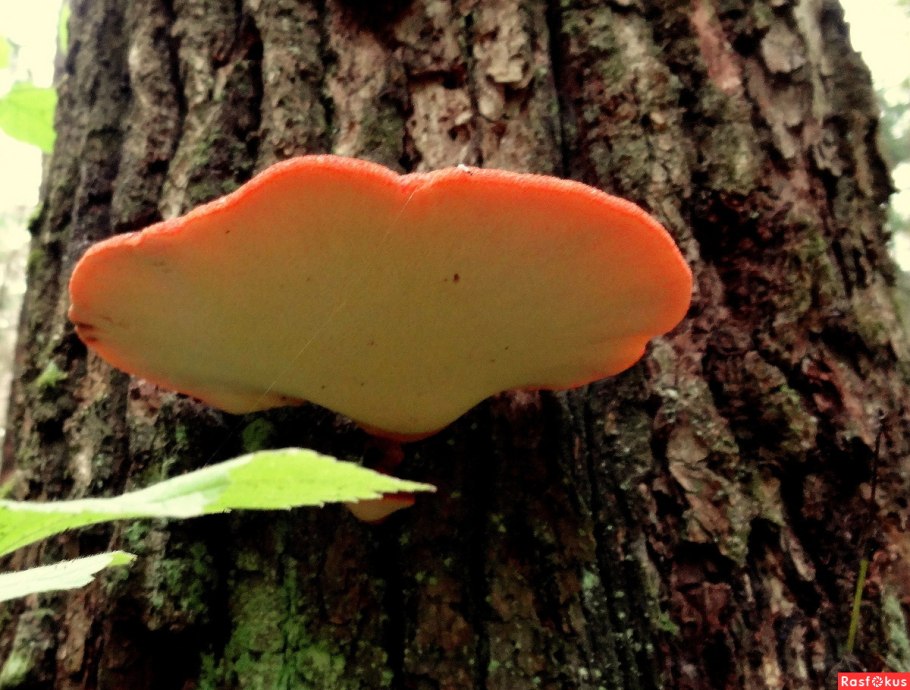 Трутовик киноварно-красный