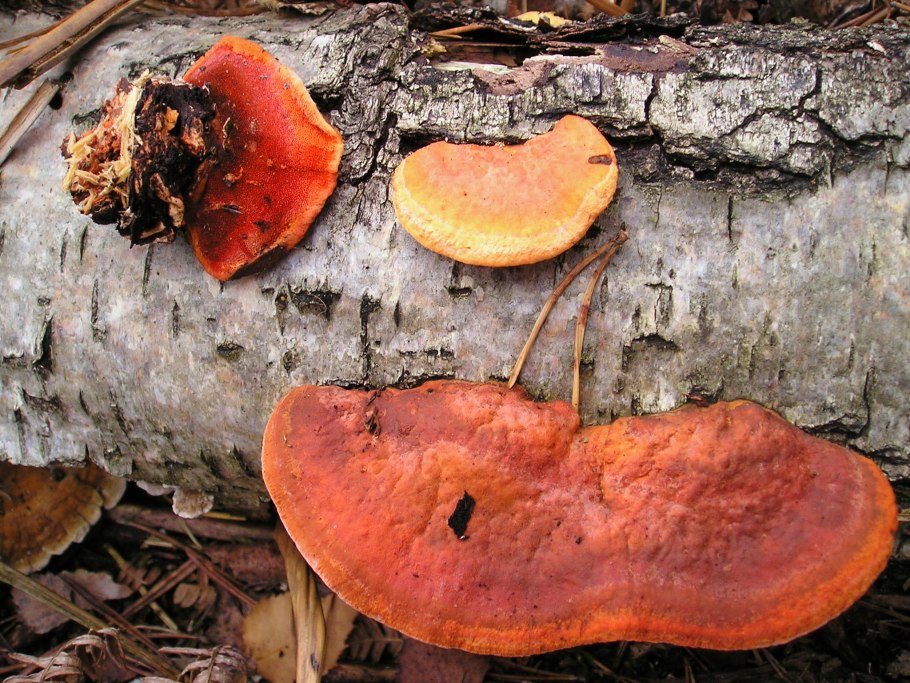 Трутовик киноварно-красный