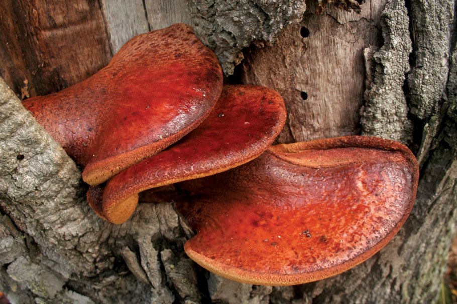 Pycnoporus cinnabarinus