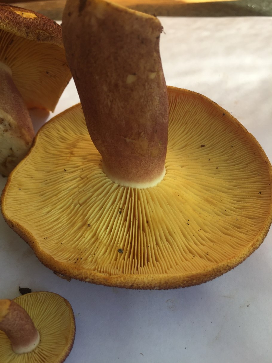 Рядовка желто-красная Tricholomopsis rutilans