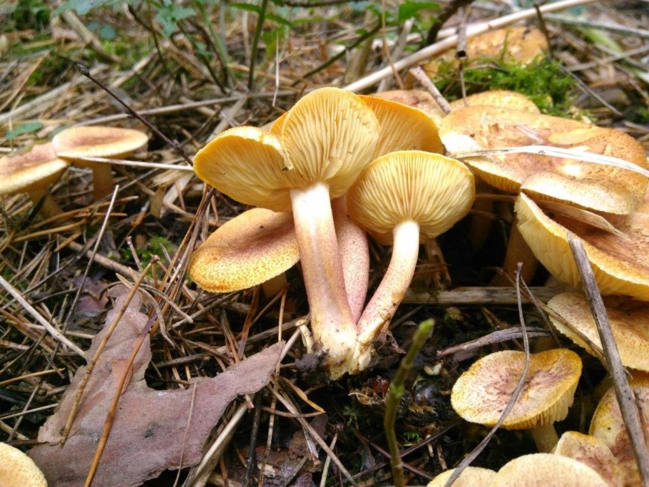 Рядовка желто-красная Tricholomopsis rutilans