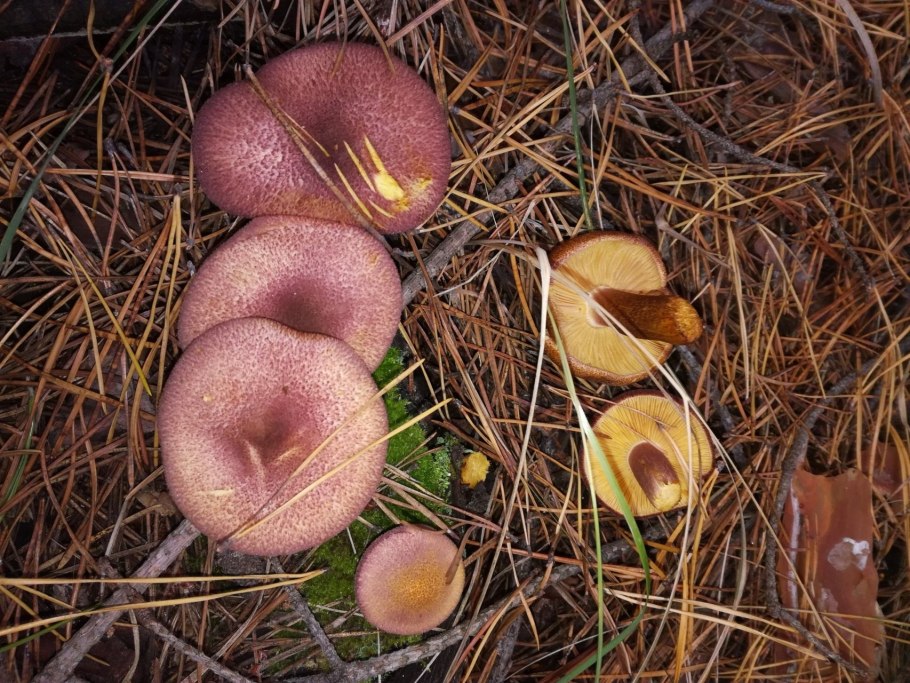 Рядовка буро-желтая Tricholoma fulvum